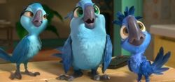 เกร็ดน่ารู้ คาแร็คเตอร์ตัวละครน่ารักๆ Rio 2