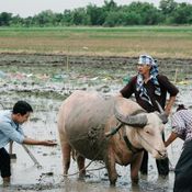 เขยผู้ใหญ่ สะไภ้กำนัน