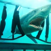 ซาร่า แท็คทีมสวย-หล่อ ใส่บิกินีล่อ ฉลามดุ ใน Shark Night 3D