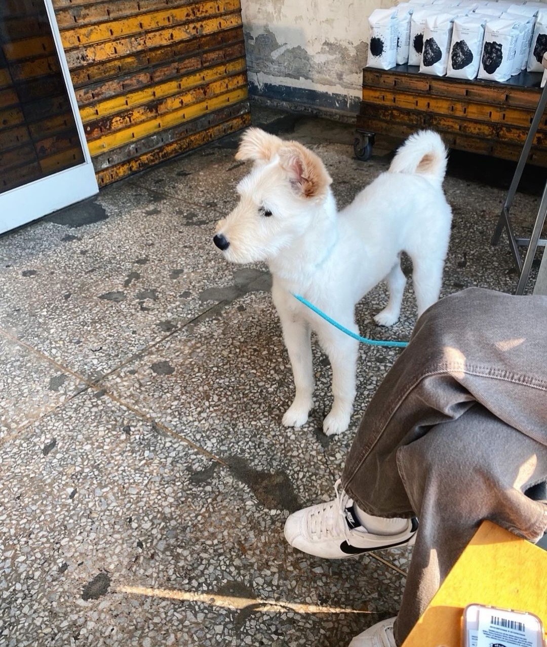  วอล สุนัขของ คิมโกอึน