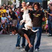 งานสวนสนุก "Dog Fun Park"