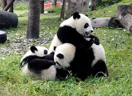 เมื่อ แพนด้า ขึ้นจอใหญ่ในหนังสารคดีน่ารักแห่งปี Panda Diary