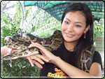 เผชิญหน้าท้าอสรพิษ กับ Snakes on a plane