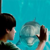 หนัง Dolphin Tale