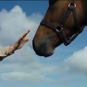 หนัง War Horse