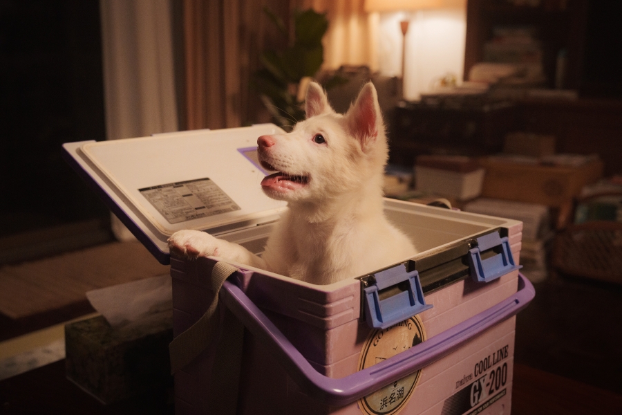 หนังสัตว์เลี้ยง