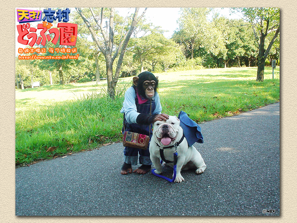 ปังคุง & เจมส์ : ขำกลิ้งลิงกับหมา