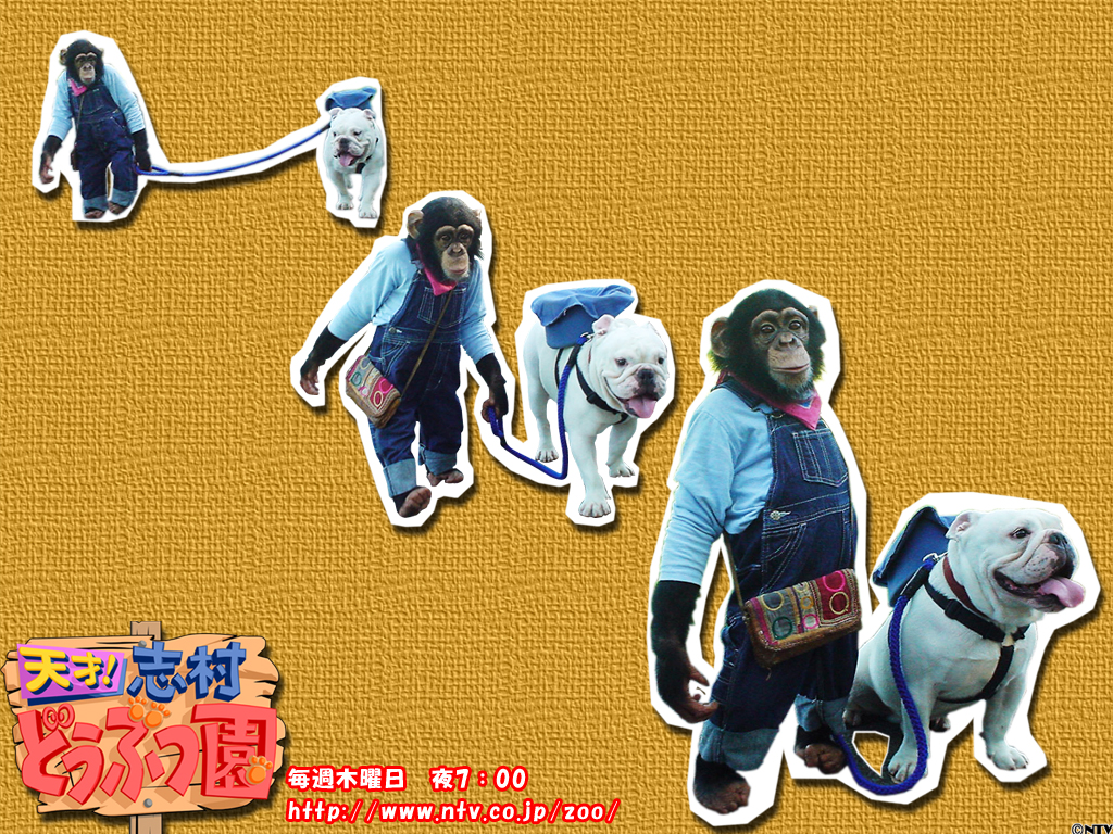 ปังคุง & เจมส์ : ขำกลิ้งลิงกับหมา