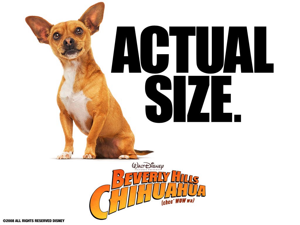 หนัง Beverly Hills Chihuahua