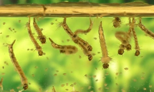 อยากจะเพาะลูกน้ำให้ปลาที่บ้านกิน ทำยังไงดีหนา ?