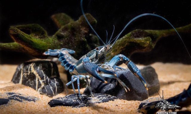 แนะนำสายพันธุ์กุ้งเครย์ฟิช : Procambarus dupratzi