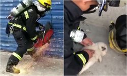 ไฟไหม้ร้านขายสัตว์เลี้ยง ดับเพลิงทำ CPR ช่วยลูกหมา-แมวถูกขังกรง พบตาย 3 ตัว