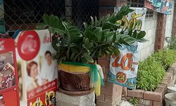 ต้นกวักมรกตให้โชค 4 งวดติด เจ้าของร้านชำเฮ! หลานสาวถูกเลขท้าย 20 เกือบแสน