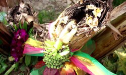 โค้งสุดท้าย! แห่ขอเลขเด็ดจากตอต้นกล้วยเน่าตายแล้ว แต่ยังออกเครือและปลีกล้วย