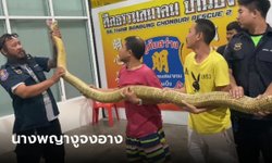 เปิดเลขเด็ด จงอางยักษ์สีทองไล่กินงูเห่า กู้ภัยเผยงวดที่แล้วจับตัวผู้ได้ ให้โชคเต็มๆ