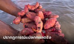 ขนลุก ฝูงปลิงสีแดงส้มบุกทะเลตรัง ชาวประมงตกใจ เกิดมาเพิ่งเคยเจอเยอะเป็นล้าน