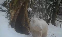 ฮือฮา จีนจับภาพ "แพนด้าเผือก" หมีสีขาวล้วนหายาก คาดมีตัวเดียวในโลก