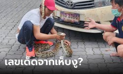แทบกรี้ด หนุ่มเอางูพันคอมาถวายวัด แถมแกะเห็บนับเลขเด็ด เผยเหตุผลที่เลี้ยงเองไม่ได้