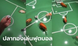 อ่านไม่ผิด! หนุ่มจีนฝึก "ปลาทอง" เล่นฟุตบอล โชว์สเต็ปการเล่นอย่างตึง (มีคลิป)