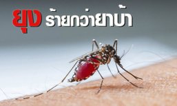 ยุง ร้ายกว่า ยาบ้า ?