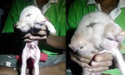เเตกตื่น! หมูประหลาด 1 ตัว 2 หัว 3 ตา 2 ปาก ชาวบ้านเเห่ตีเลขเด็ด
