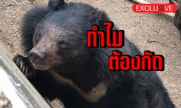 ทำไมต้องกัด! ย้อนรอยเจ้าแก้วหมีควายทำร้ายคน