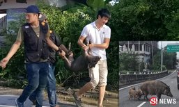 (ต้อน)จับแล้ว หมูป่าปากเกร็ดแก๊งดัง ชาวบ้านจับจองขอเลี้ยงต่อ