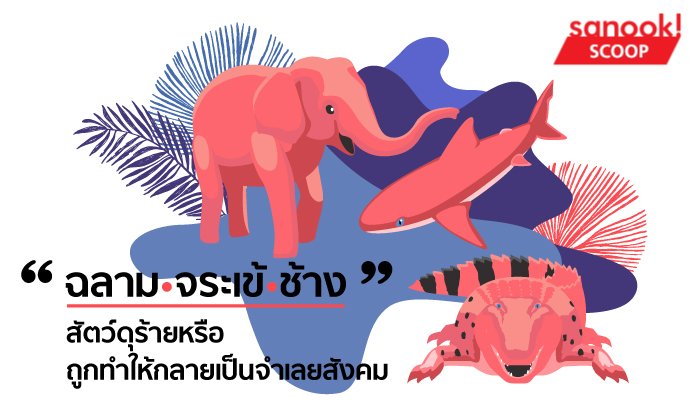 “ฉลาม – จระเข้ – ช้าง” สัตว์ดุร้ายหรือถูกทำให้กลายเป็นจำเลยสังคม