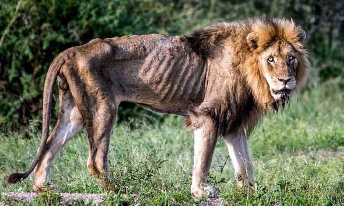 เผยภาพสุดเวทนา อดีตเจ้าป่าผู้ยิ่งใหญ่กับช่วงสุดท้ายของชีวิต