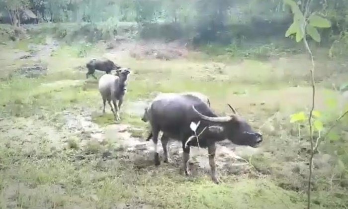 เปิดเสียงควายเห่าหอนเพราะพิษสุนัขบ้า ผวาทั้งหมู่บ้านเสี่ยงติดเชื้อ