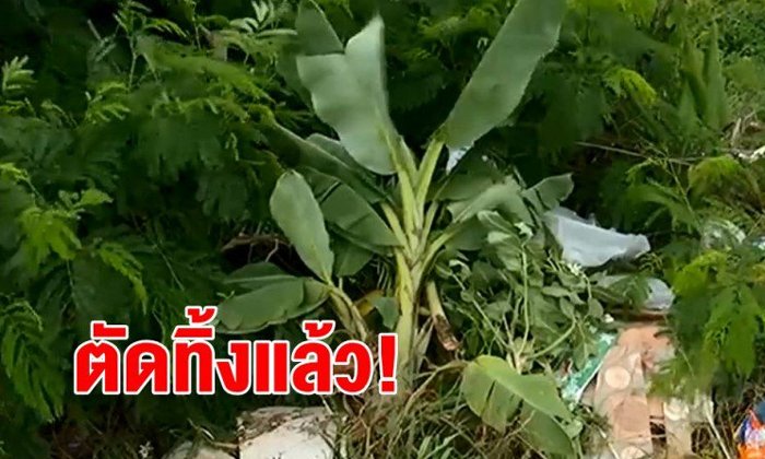 ตัดทิ้งแล้ว! ตำรวจยัน "กล้วยตานี" เกาะกลางถนนราชพฤกษ์ ไม่ใช่อาถรรพ์ทำเกิดอุบัติเหตุ