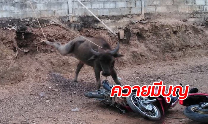 ทุบหัว "ควาย" เตรียมเชือดเลี้ยงงานบุญ อึดฆ่าไม่ตาย-ยิงไม่เข้า เจ้าของต้องขอขมา
