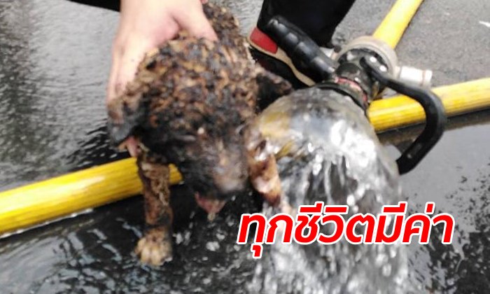 ภาพบีบหัวใจ "ลูกหมา" หนีไฟป่าไม่ทันถูกคลอกทั้งตัว กู้ภัยวิ่งฝ่ากองเพลิงช่วยชีวิต