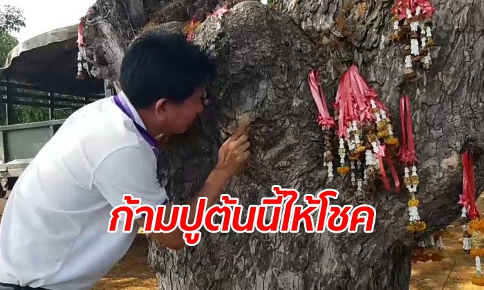 คนพะเยาแห่ส่อง "ต้นก้ามปูโบราณ 100 ปี" ริมกว๊านพะเยา ได้เลขเด็ดมาครอง