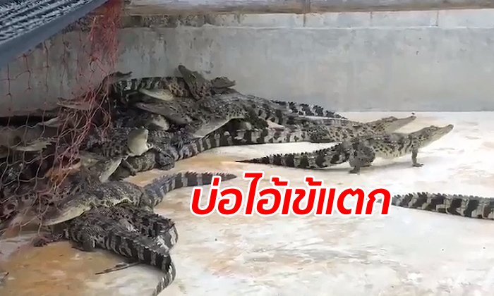 ฝนตกทำบ่อแตก "จระเข้ 36 ตัว" หลุดจากฟาร์ม เจ้าของพากู้ภัยตามไล่จับทั้งคืน