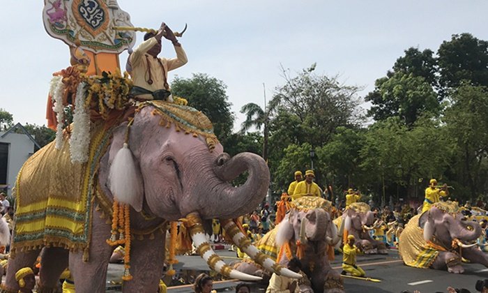 ช้างคชลักษณ์ 11 เชือก เดินถวายพระพรชัยมงคลในหลวง รัชกาลที่ 10