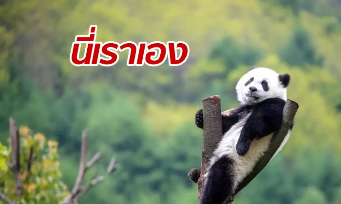 จีนสร้างแอป “จดจำใบหน้าแพนด้า” ช่วยพิสูจน์อัตลักษณ์