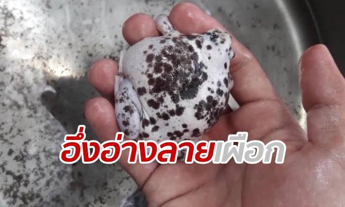 ฮือฮาทั้งลำปาง อึ่งอ่างลายเผือก-แต้มสีดำ กระโดดมาพร้อมสายฝนพร่ำ