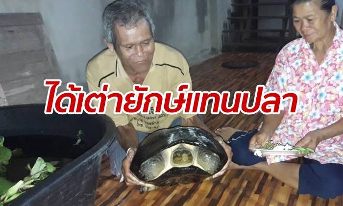 ฮือฮาไปทั้งบาง ลุงวางเบ็ดจับปลา แต่ได้เต่าอายุร้อยปีมาแทน ส่องเลขเด็ดวุ่น