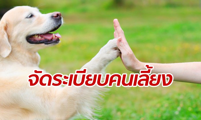 เซินเจิ้นไฟเขียว ฝังไมโครชิปสุนัขทุกตัว ฝ่าฝืนจ่อโดนแบล็คลิสต์