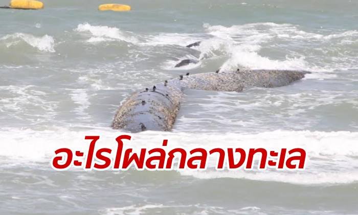 ตกใจนึกว่าตัวอะไรโผล่ ท่อน้ำมหึมาโผล่พ้นน้ำทะเล วิวงามเสียหายหมด