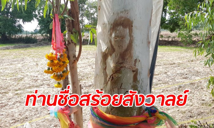 ฮือฮา ลายเปลือกไม้คล้ายผู้หญิงผมยาว ชาวบ้านเล่าเจอสาวปริศนายืนกวักมือตรงนี้