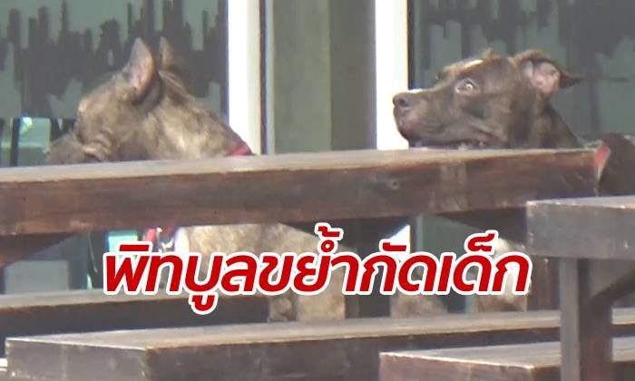 สยองขวัญ! หมาพิทบูลวิ่งหลุดจากร้านอาหาร รุมขย้ำเด็กชายเจ็บปางตาย