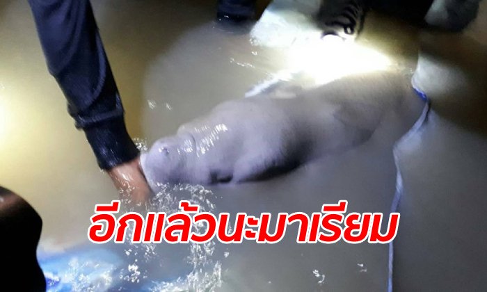 น้ำขึ้นไม่ปกติ "มาเรียม" หลับเพลินจนเกยตื้นอีกแล้ว พี่เลี้ยงรีบหามลงทะเล