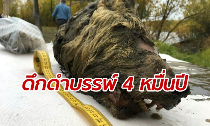 ฮือฮา หัวหมาป่าโบราณโผล่จาก “น้ำแข็งอาร์กติก” สมองยังคงสภาพดี