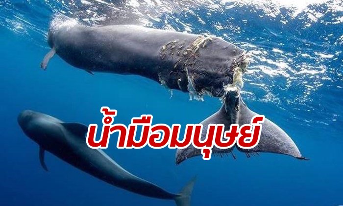 สุดเจ็บปวด ลูกวาฬถูกใบพัดเรือตัดหางเกือบขาด ช่วยไม่ได้ต้องจำใจฆ่า