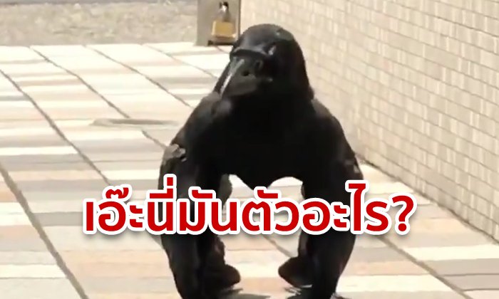 อีกาหรือกอริลลา? ชาวเน็ตญี่ปุ่นแห่แชร์นกท่ายืนสุดลวงตา คล้ายใช้ปีกพยุงตัว