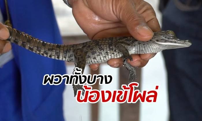 หวาดผวาทั้งคุ้งน้ำ ลูกจระเข้โผล่น้ำคลอง ชาวบ้านวิตก "ตัวแม่อยู่ไหน?"