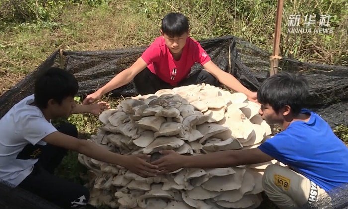 ชาวบ้านยูนนานตะลึง "เห็ดป่ายักษ์" ใหญ่มหึมา ขนาด 3 คนโอบ