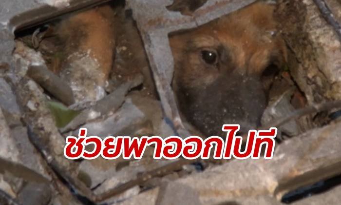 มิตรแท้สี่ขา เจ้าตูบโกลเด้นฯ หยุดส่งสัญญาณให้ช่วยเพื่อนหมาติดท่อ